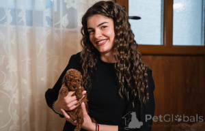 Zdjęcie №4. Sprzedam pudel (zabawka) w Vilovo. hodowca - cena - negocjowane