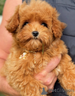 Zdjęcie №4. Sprzedam pudel (zabawka) w London Borough of Camden. prywatne ogłoszenie - cena - negocjowane