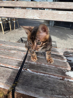 Zdjęcie №2 do zapowiedźy № 153401 na sprzedaż  kot bengalski - wkupić się Austria prywatne ogłoszenie