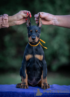 Zdjęcie №3. Szczenięta Dobermana. Serbia