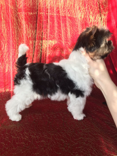 Zdjęcie №2 do zapowiedźy № 4374 na sprzedaż  yorkshire terrier biewer - wkupić się Białoruś od żłobka