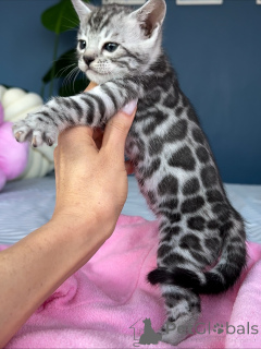 Zdjęcie №3. Wunderschönes Savannah-Kätzchen. Niemcy