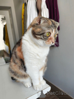 Zdjęcie №4. Sprzedam scottish fold w Moskova. prywatne ogłoszenie - cena - Bezpłatny