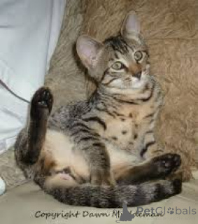 Zdjęcie №3. Chatons Mau égyptiens à vendre. Belgia