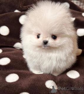 Zdjęcie №2 do zapowiedźy № 164061 na sprzedaż   - wkupić się Polska 