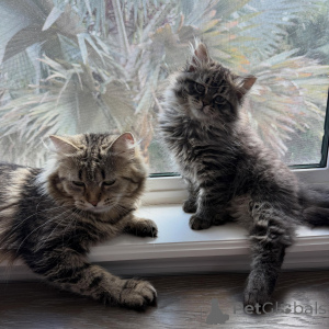 Zdjęcie №2 do zapowiedźy № 169401 na sprzedaż  kot syberyjski - wkupić się Republika Czeska hodowca