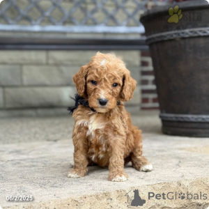 Zdjęcie №4. Sprzedam pudel (royal) w Indiana. ze schronu - cena - 12706zł