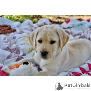 Zdjęcie №3. Gotowy teraz! 12-tygodniowe czarno-żółte szczenięta labradora (samce i samice). Wielka Brytania