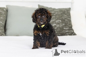 Zdjęcie №1. labradoodle - na sprzedaż w Andelst | negocjowane | Zapowiedź №155602