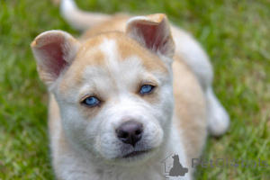 Zdjęcie №4. Sprzedam pies nierasowy w Glasgow. hodowca - cena - 3348zł