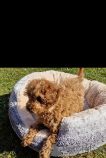 Zdjęcie №2 do zapowiedźy № 139606 na sprzedaż  pies nierasowy - wkupić się Szwajcaria hodowca