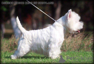 Dodatkowe zdjęcia: Hodowla oferuje szczenięta rasy west highland white terrier
