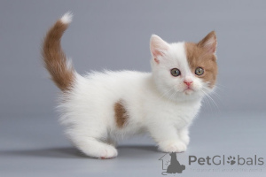 Zdjęcie №1. munchkin - na sprzedaż w Berlin | 1159zł | Zapowiedź № 155492