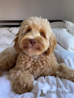 Zdjęcie №3. Sprzedam urocze szczenięta labradoodle, zdrowe i wychowywane w rodzinie. Niemcy