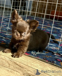 Zdjęcie №4. Sprzedam chihuahua (rasa psów) w Monachium. hodowca - cena - negocjowane