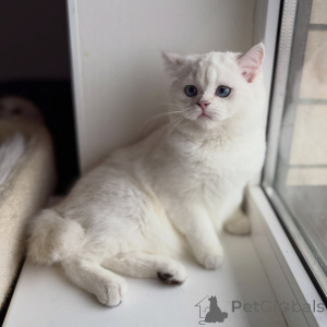 Zdjęcie №2 do zapowiedźy № 165015 na sprzedaż  scottish fold - wkupić się Niemcy prywatne ogłoszenie, hodowca