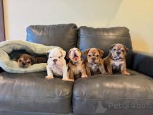 Zdjęcie №1. buldog angielski - na sprzedaż w Paryż | 3348zł | Zapowiedź №160957