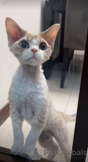 Zdjęcie №2 do zapowiedźy № 157796 na sprzedaż  kot peterbald - wkupić się Niemcy ze schronu, hodowca