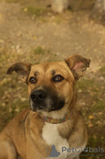 Zdjęcie №2 do zapowiedźy № 90963 na sprzedaż  pies nierasowy - wkupić się Federacja Rosyjska prywatne ogłoszenie