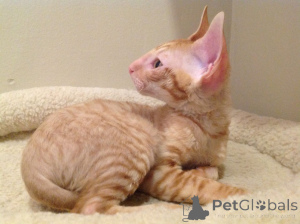 Zdjęcie №2 do zapowiedźy № 173250 na sprzedaż  kot cornish rex - wkupić się San marino prywatne ogłoszenie, hodowca
