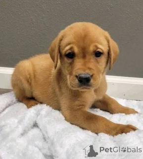 Zdjęcie №1. labrador retriever - na sprzedaż w Yorkley | negocjowane | Zapowiedź №157839