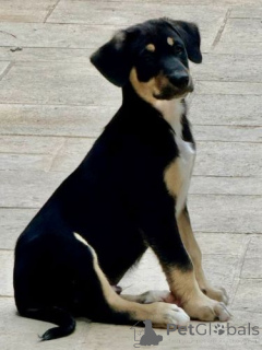 Zdjęcie №3. Urocze nagie szczenięta Meksyku (Xoloitzcuintle). Belgia