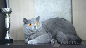 Zdjęcie №2 do zapowiedźy № 144300 na sprzedaż  kot brytyjski długowłosy - wkupić się Wielka Brytania hodowca