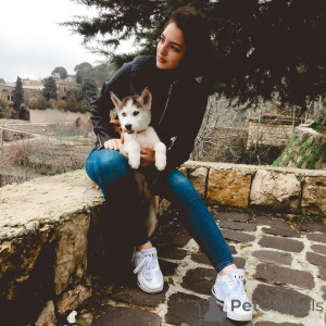 Zdjęcie №3. Szczenięta husky syberyjskiego są zabawnymi, ciekawymi i uroczymi towarzyszami.. Republika Czeska