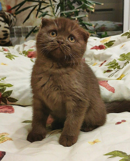 Zdjęcie №2 do zapowiedźy № 2320 na sprzedaż  scottish fold - wkupić się Ukraina 