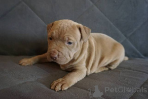 Zdjęcie №4. Sprzedam bulterier w Knjazevac.  - cena - negocjowane