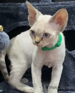 Zdjęcie №4. Sprzedam devon rex w Arivaca.  - cena - 2287zł