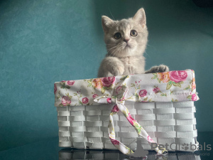 Zdjęcie №2 do zapowiedźy № 21801 na sprzedaż  kot brytyjski krótkowłosy - wkupić się Federacja Rosyjska od żłobka