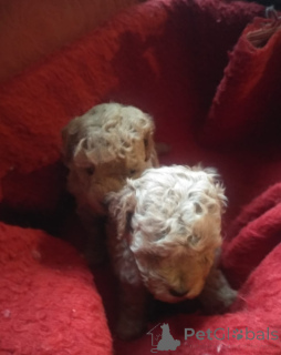 Zdjęcie №4. Sprzedam pudel (krasnolud) w Tbilisi. prywatne ogłoszenie - cena - 3050zł