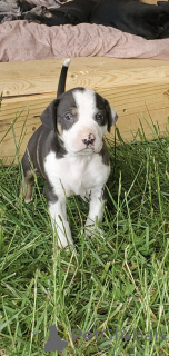 Zdjęcie №1. catahoula leopard dog - na sprzedaż w Berlin | Bezpłatny | Zapowiedź №126955