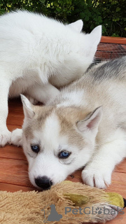 Zdjęcie №3. Dostępne szczenięta płci żeńskiej i męskiej Siberian Husky z rodowodem. Holandia