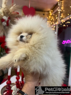 Zdjęcie №3. Pomorskie szczenięta. Serbia