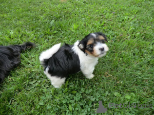 Zdjęcie №1. yorkshire terrier biewer - na sprzedaż w Al-Ghuwayriyah | negocjowane | Zapowiedź №167192