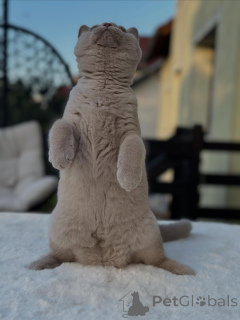 Zdjęcie №3. Purebred brytyjskie krótkowłose z uroczą osobowością na sprzedaż. Niemcy