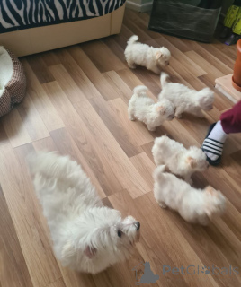 Zdjęcie №3. BICHON FRIZE WELPEN. Niemcy