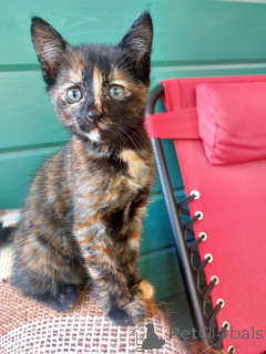 Zdjęcie №3. Wspaniały kotek 2 miesiące w dobrych rękach.. Federacja Rosyjska