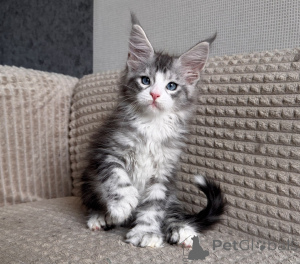 Zdjęcie №1. maine coon - na sprzedaż w Antwerpia | negocjowane | Zapowiedź № 177876