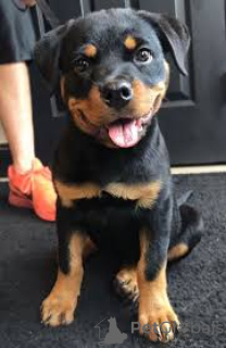 Zdjęcie №3. Szczenięta Rottweiler. Niemcy
