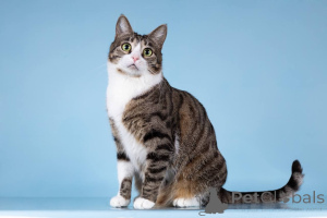 Zdjęcie №2 do zapowiedźy № 161938 na sprzedaż   - wkupić się Federacja Rosyjska ze schronu