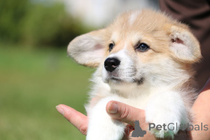 Zdjęcie №1. welsh corgi - na sprzedaż w Mińsk | 3289zł | Zapowiedź №174764