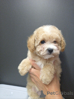 Zdjęcie №1. bichon frise, yorkshire terrier, maltańczyk, maltipu, pudel (krasnolud), pudel (zabawka) - na sprzedaż w Moskova | negocjowane | Zapowiedź №146472