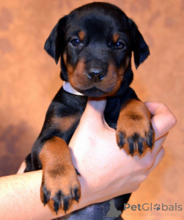 Zdjęcie №1. doberman - na sprzedaż w Baienfurt | negocjowane | Zapowiedź №166345