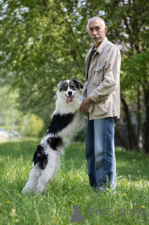 Zdjęcie №4. Sprzedam pies nierasowy w Москва.  - cena - Bezpłatny
