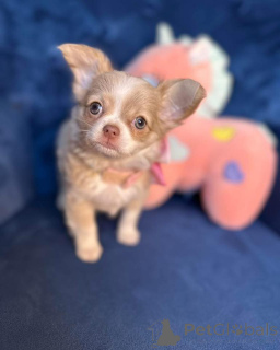 Zdjęcie №2 do zapowiedźy № 165328 na sprzedaż  chihuahua (rasa psów) - wkupić się Austria hodowca