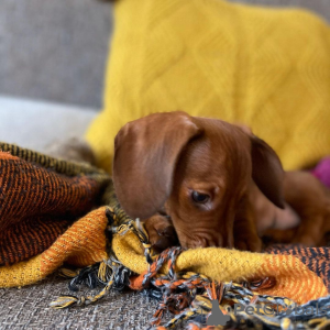 Zdjęcie №2 do zapowiedźy № 163556 na sprzedaż   - wkupić się Nowa Zelandia 