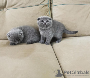 Zdjęcie №1. scottish fold - na sprzedaż w Four Corners | 990zł | Zapowiedź № 96239